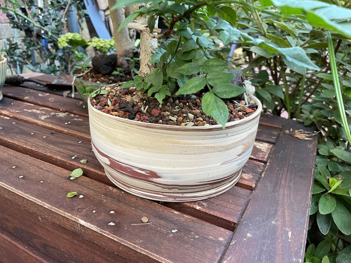 Cape Honeysuckle Bonsai in Two-tone Ceramic Pot by Nicole Issa